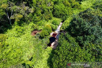 Menjaga Kawasan hutan gambut dan karbon di Tanjungjabung Timur