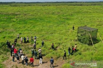 PT Timah - BKSDA Sumatera Selatan lepasliarkan delapan satwa langka
