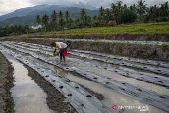 Petani Beralih Tanam Cabai Rawit