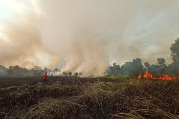 BPBD: Tim gabungan padamkan 29 Ha lahan rawa dan sawit terbakar di Ogan Ilir