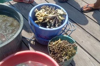 Tiga pelaku curi "soft coral" di kawasan Taman Nasional Komodo