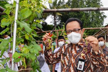 Karang Taruna Gowongan Yogyakarta mengolah lahan kosong ditanami anggur