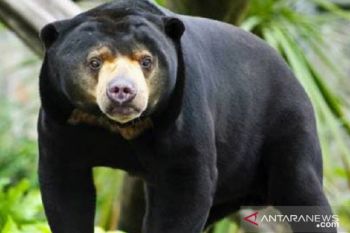 Beruang madu yang direhabilitasi di Mendalo sudah siap dilepasliarkan ke alam