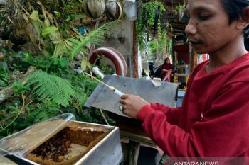 Budidaya madu teuweul di Lampung