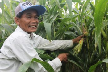 Petani keluhkan serangan hama tikus