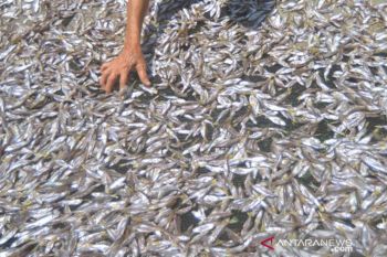 Pengolahan Ikan Bilih Di Solok
