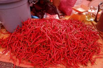 Harga cabai merah di Agam naik akibat pasokan kurang