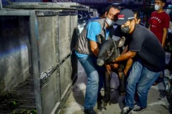 Seekor tapir betina terjerat Kabupaten Siak dievakuasi