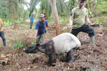 Tapir terjerat di kebun sawit Minas, satu telapak kakinya putus