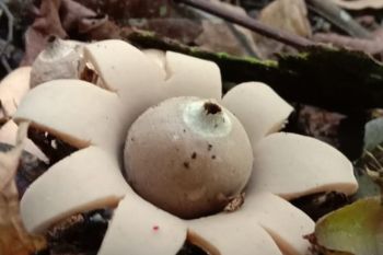 Ada  jamur Bintang ditemukan di Cagar Alam Maninjau, Agam