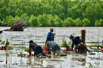 KKP mendorong penanaman mangrove di wilayah rawan abrasi