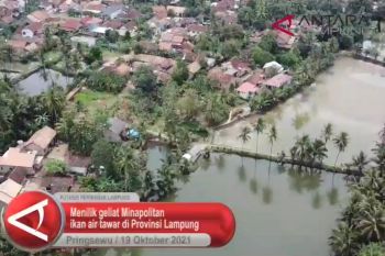 Menilik geliat kawasan minapolitan ikan air tawar di Lampung
