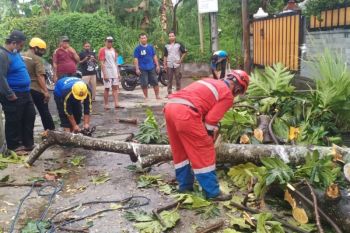 Pohon dan baliho di Sleman tumbang diterjang angin kencang