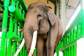 Warga Lampung Timur tewas diserang gajah liar Way Kambas