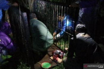 Warga resah, beruang masuk pemukiman
