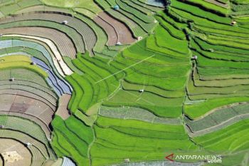 Ini perkiraan produksi beras Sumatera Barat pada 2021, menurut BPS