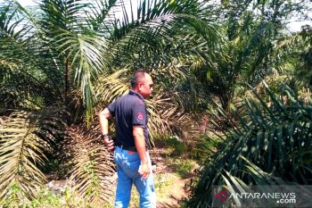 Di Solok Selatan harga TBS kelapa sawit tembus Rp2.850/kg