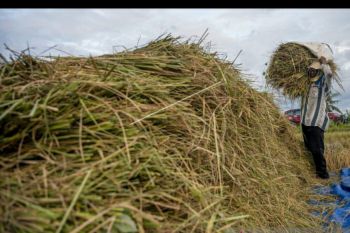 BPS: Daya beli petani  di Sulteng sepanjang Oktober naik di atas 100