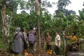 Wakil Bupati Agam klaim bunga bangkai di Koto Malintang tertinggi