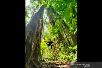 Ayo Ikuti Penanaman Kopi Di Hutan Meratus