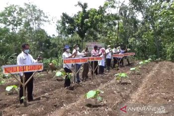 Jember galakkan penghijauan dan penanaman bibit porang