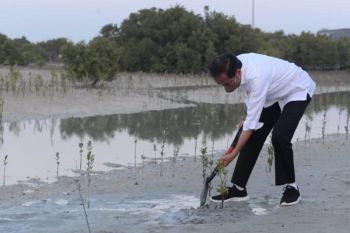 Presiden RI Jokowi tanam mangrove di Abu Dhabi