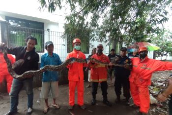 BPBD Kota Kediri imbau warga hati-hati dengan ular