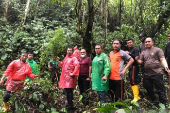 Polisi temukan ladang ganja seluas 0,5 hektare di hutan adat kerinci