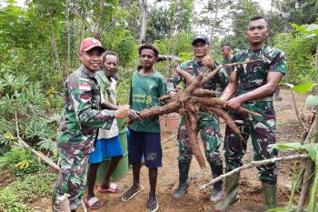 Satgas TNI bersama warga perbatasan RI-PNG panen raya singkong