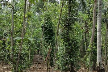 Lampung kembangkan bibit lada tahan penyakit