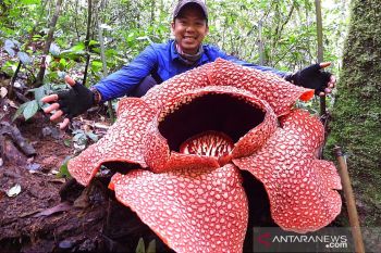 Rafflesia Arnoldii hidup di hutan belantara Sumatera Selatan
