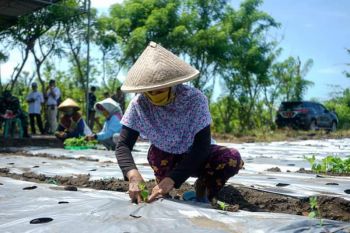 Pemkab Bantul mendorong penanaman cabai di luar musim naikkan harga panen