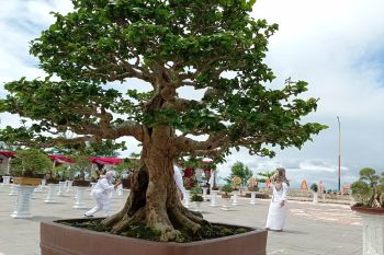 Sekitar 300 pohon bonsai dipamerkan di Pantai Padang, harganya ada yang sampai Rp250 juta