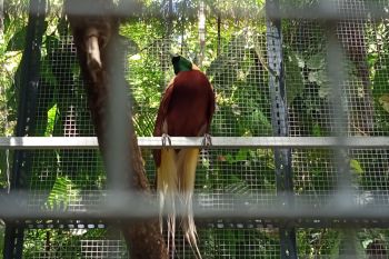 Polisi tangkap warga pelihara burung Cenderawasih