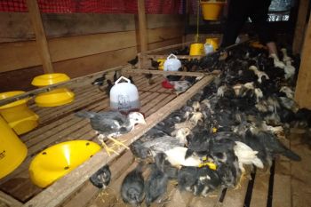 BRGM kembangkan industri pakan ternak berbahan sagu di Meranti