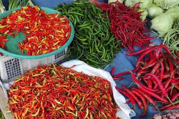 Harga cabai rawit di Jayapura berkisar Rp 60.000-Rp 70.000/kg