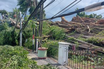 Dua orang dilarikan ke rumah sakit akibat pohon tumbang