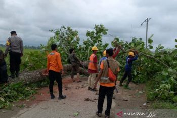 Seorang pengendara motor tewas tertimpa pohon tumbang