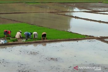 Sumsel antisipasi kemungkinanm gagal panen padi dampak La Nina