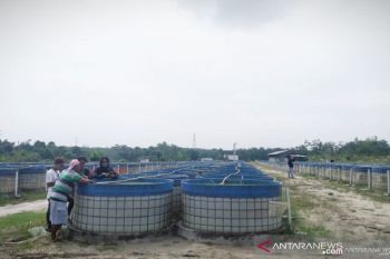 Polisi segera periksa perwakilan investasi bodong ikan lele di Jambi