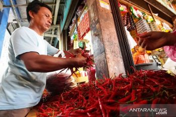 Harga cabai di Pariaman telah capai Rp52 ribu per kilogram