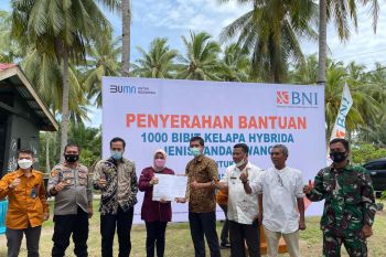 BNI serahkan 1.000 bibit kelapa hybrida jenis Pandan Wangi di Pessel