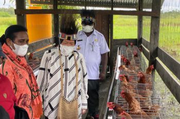 Social Affairs Ministry builds 10 chicken farms in Asmat, Papua