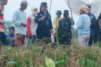 Agriculture minister urges Karawang farmers to harvest thrice a year