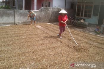 Harga kopi di Rejang Lebong naik menjadi Rp20.000/Kg