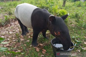 Warga Kuansing temukam tapir dengan mata luka akibat benda tajam