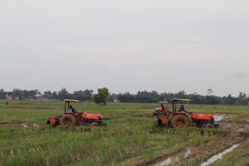 Lampung kembangkan pertanian terintegrasi