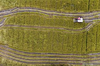 Siasat milenial hadapi krisis pangan