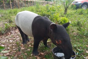 BB KSDA Riau evakuasi Tapir terluka di Kuansing
