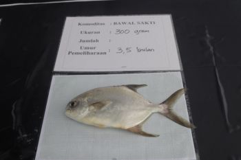 Ministry mass-producing hybrid pomfret seeds